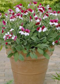 Pelargonium violareum